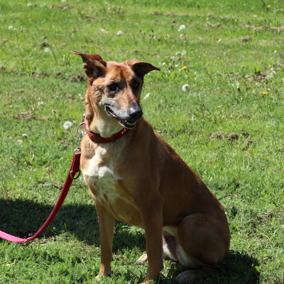 Neue Aktion: Der Hund des Monats