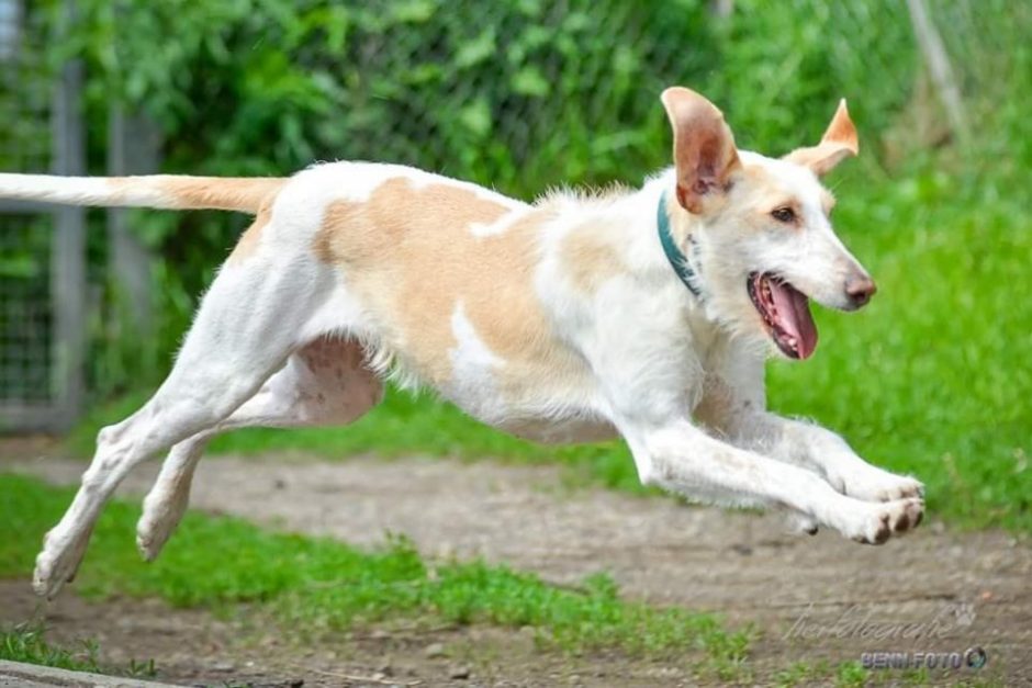 Hund des Monats September: Pimpi