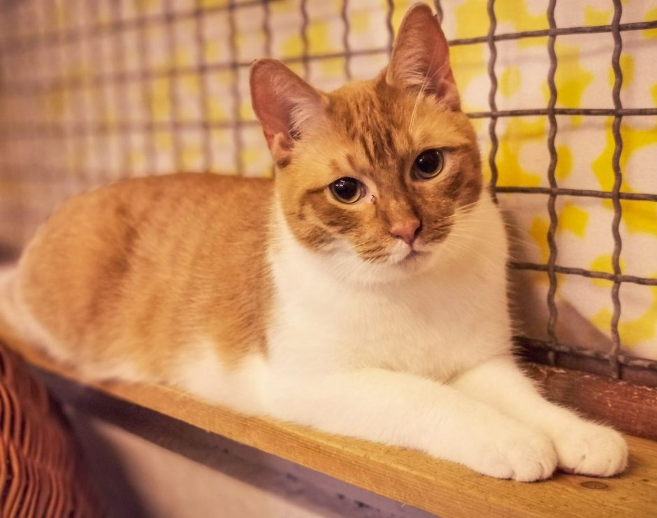 Unser Kater des Monats Dezember