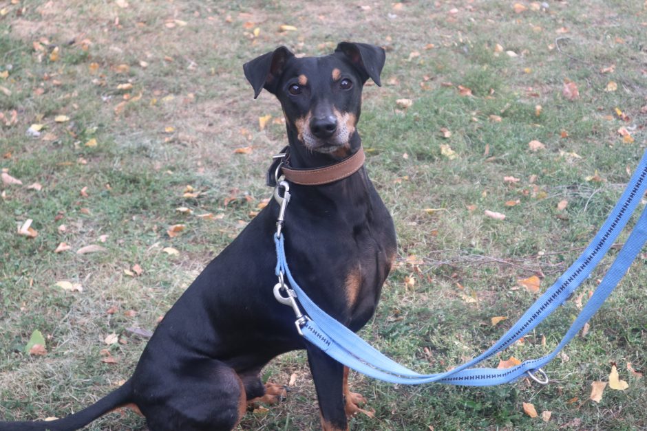 Unser Hund des Monats Januar: Joshi